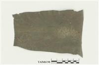 藏品(尖頂細鱗蘚)的圖片